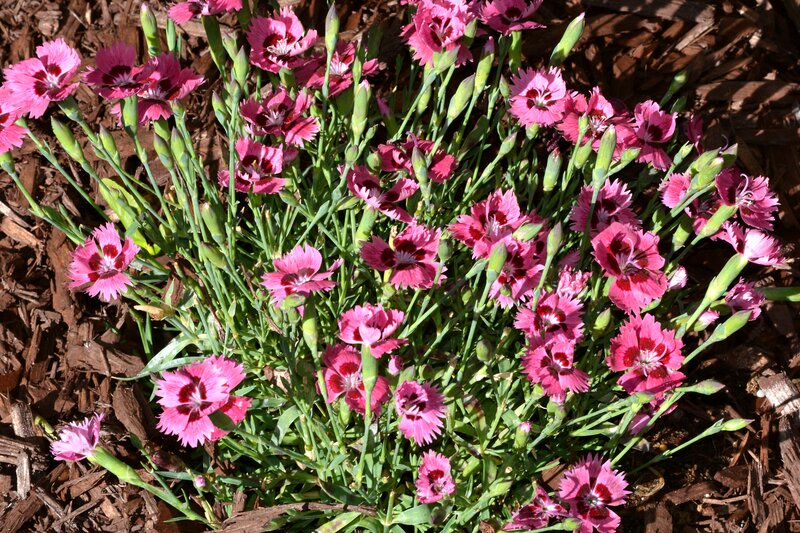 Pink Dianthus Flowers — Calm, Afternoon, Photograph, Green Stems