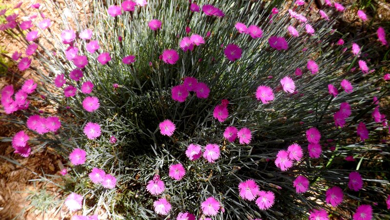 Pink Dianthus Flowers — Calm, Afternoon, Photograph, Leaves
