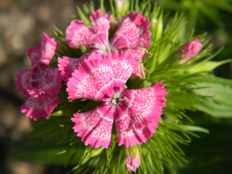 Pink Dianthus Flowers — Calm, Afternoon