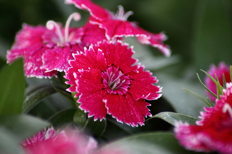 Pink Dianthus Flowers — Calm, Photograph