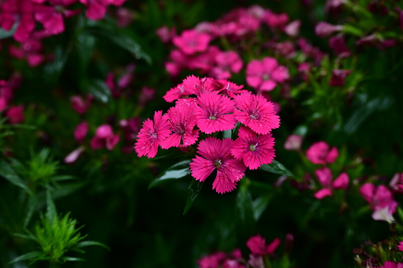 Pink Dianthus Flowers — Calm, Spring, Photograph, Green Leaves, Raindrops