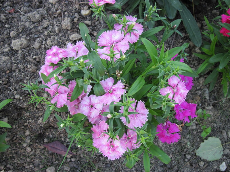 Pink Dianthus Flowers — Calm, Spring, Photograph, Green Leaves, Soil