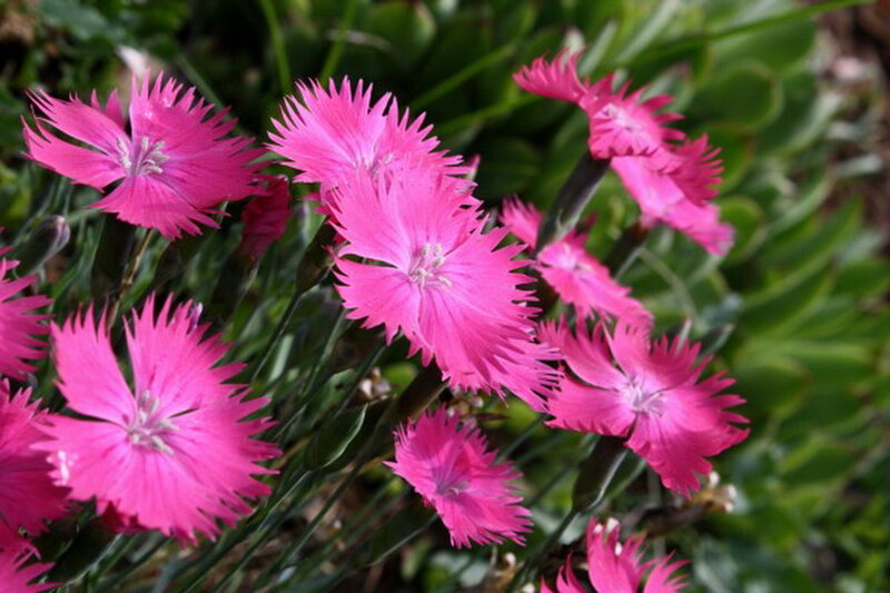 Pink Dianthus Flowers — Calm, Spring, Photograph, Green Leaves
