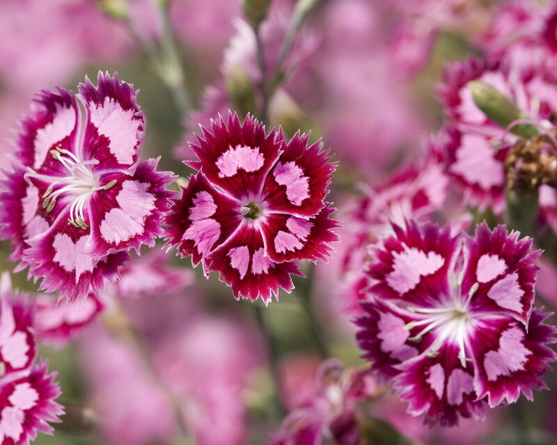 Pink Dianthus Flowers — Calm, Spring, Photograph, Petals