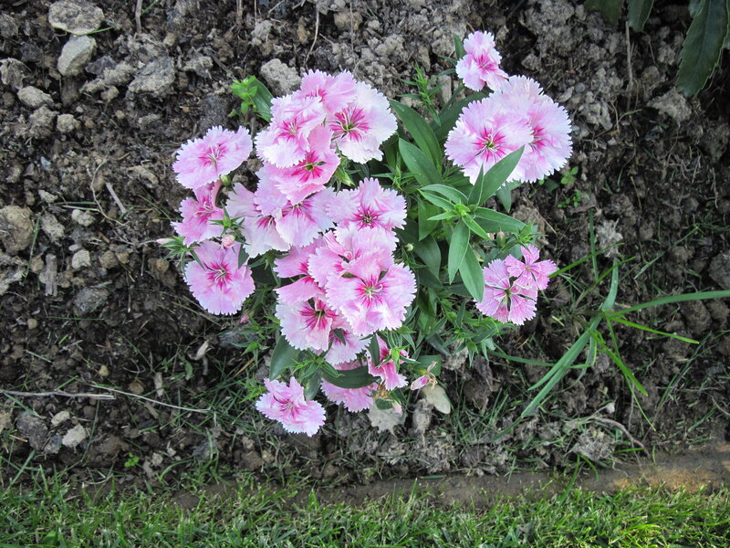Pink Dianthus Flowers — Calm, Spring, Photograph, Soil