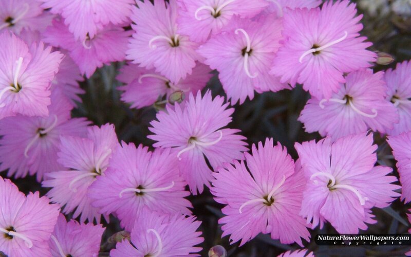 Pink Dianthus Flowers — Calm, Spring, Photograph