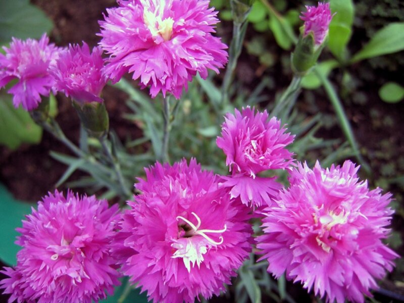 Pink Dianthus Flowers — Calm, Spring