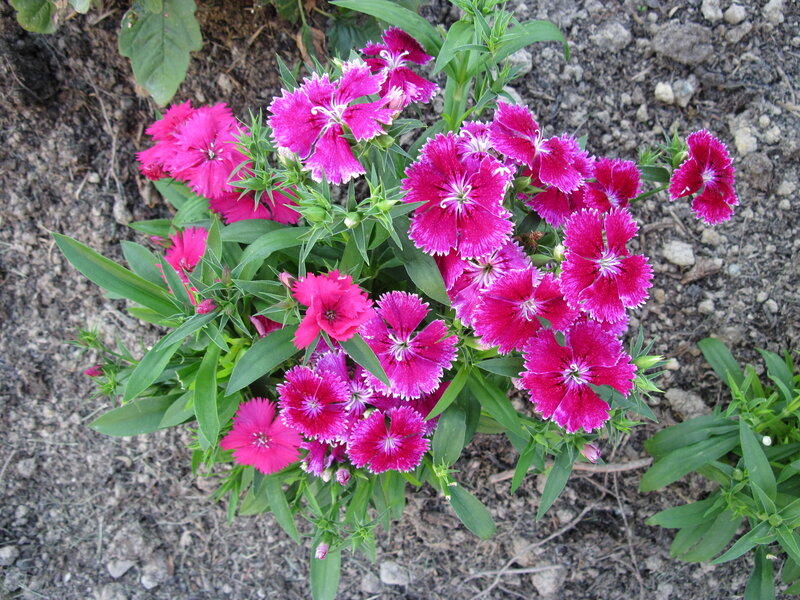 Pink Dianthus Flowers — Calm, Summer