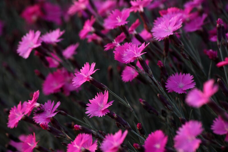 Pink Dianthus Flowers — Calm, Sunset