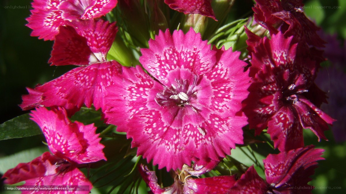Pink dianthus flowers in bloom