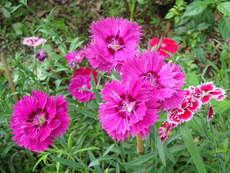 Pink dianthus flowers in garden