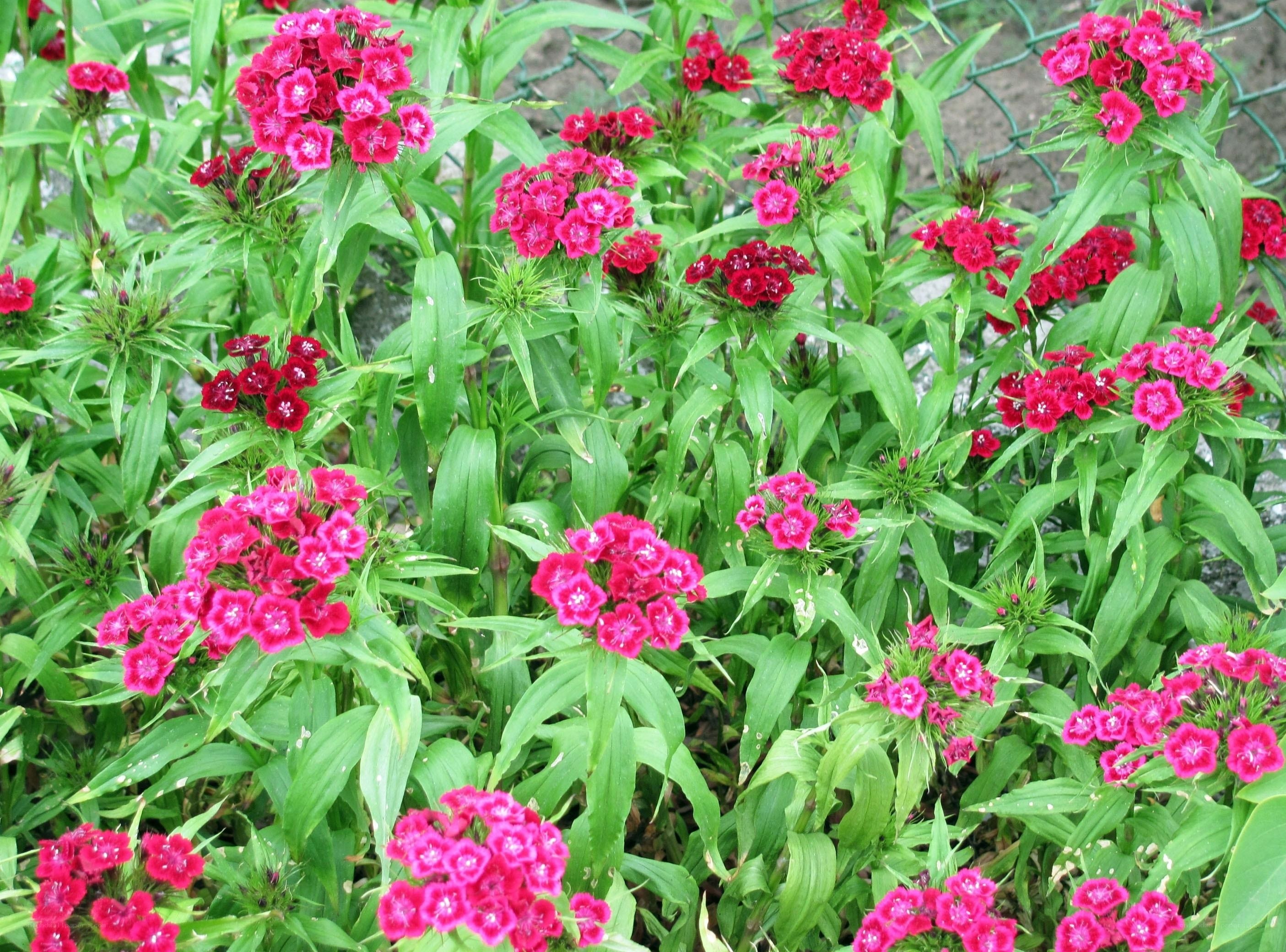 Pink dianthus flowers in garden