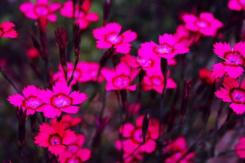 Pink Dianthus Flowers — Magenta