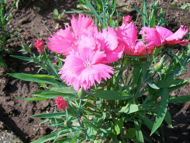 Pink Dianthus Flowers — Natural, Afternoon