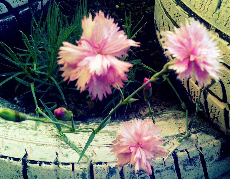 Pink Dianthus Flowers — Natural, Photograph, Green Leaves