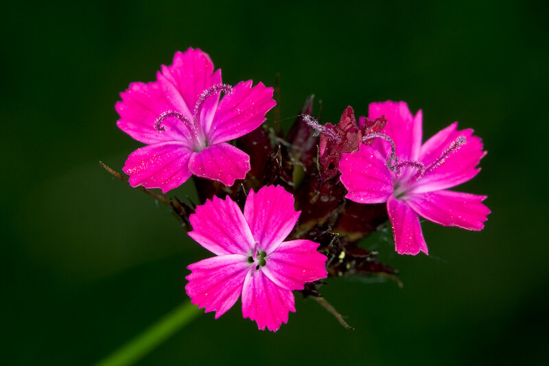 Pink Dianthus Flowers — Natural, Photograph