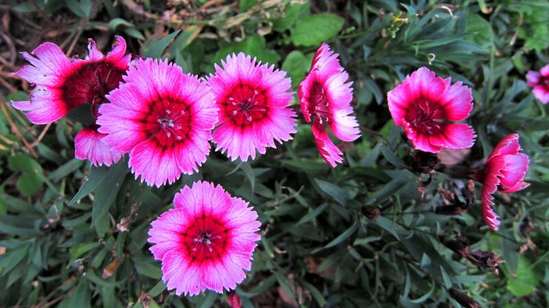 Pink Dianthus Flowers — Natural, Spring