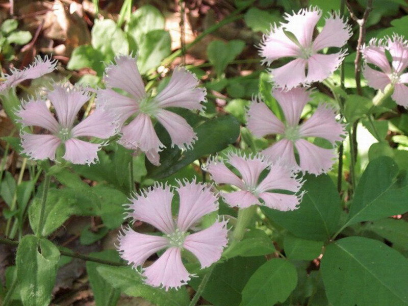 Pink Dianthus Flowers — Natural