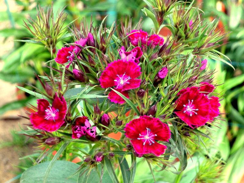 Pink Dianthus Flowers — Red
