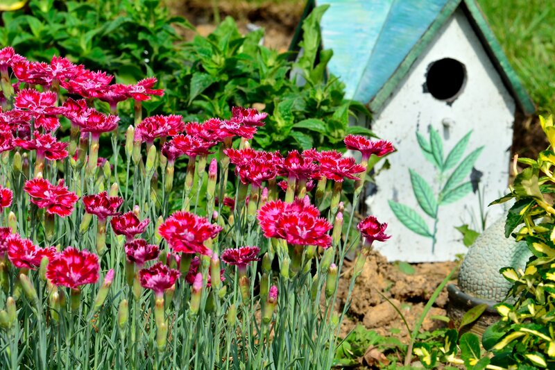 Pink Dianthus Flowers — Serene, Afternoon