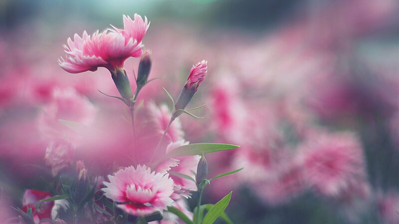 Pink Dianthus Flowers — Serene, Spring, Photograph, Buds, Leaves