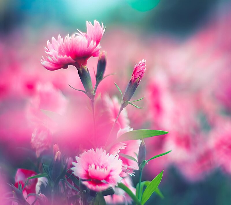 Pink Dianthus Flowers — Serene, Spring, Photograph, Buds