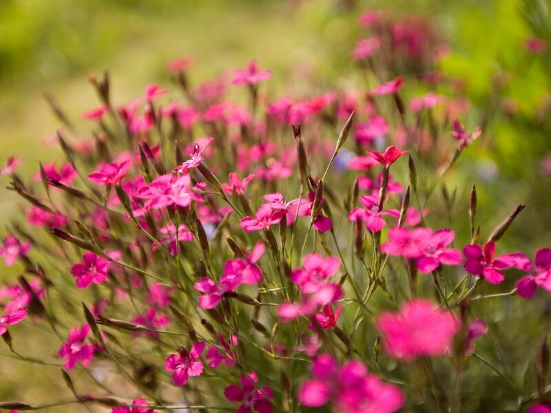 Pink Dianthus Flowers — Serene, Spring