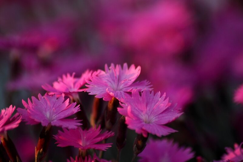 Pink Dianthus Flowers — Serene