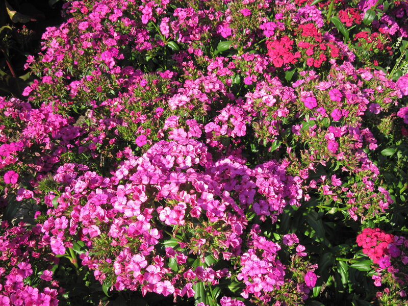 Pink Dianthus Flowers — Vibrant, Afternoon, Photograph