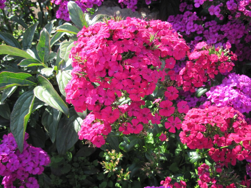 Pink Dianthus Flowers — Vibrant, Afternoon