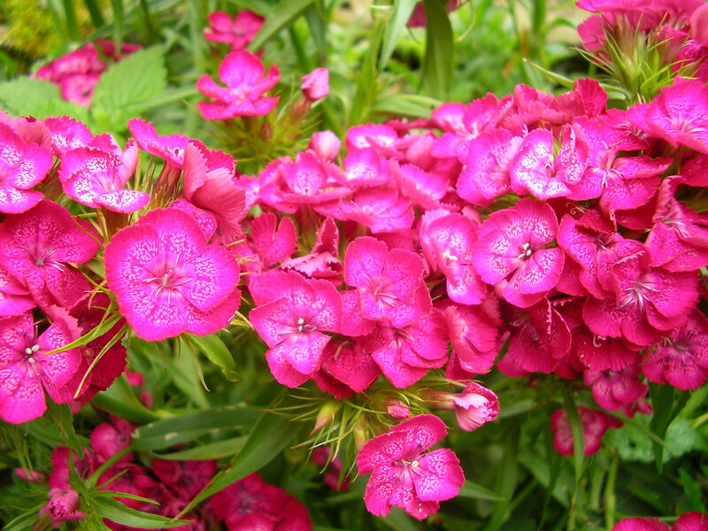 Pink Dianthus Flowers — Vibrant, Summer, Photograph