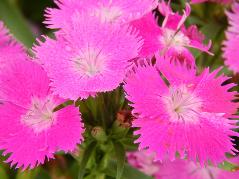 Pink Dianthus Flowers — Vibrant, Summer