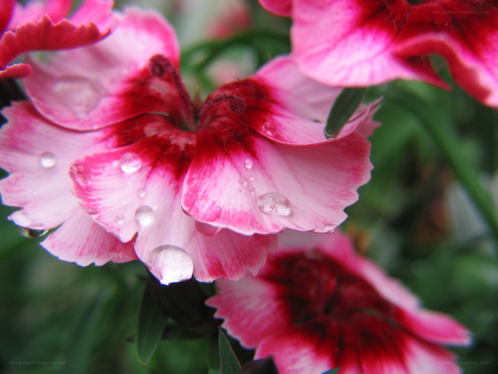 Pink dianthus with water droplets
