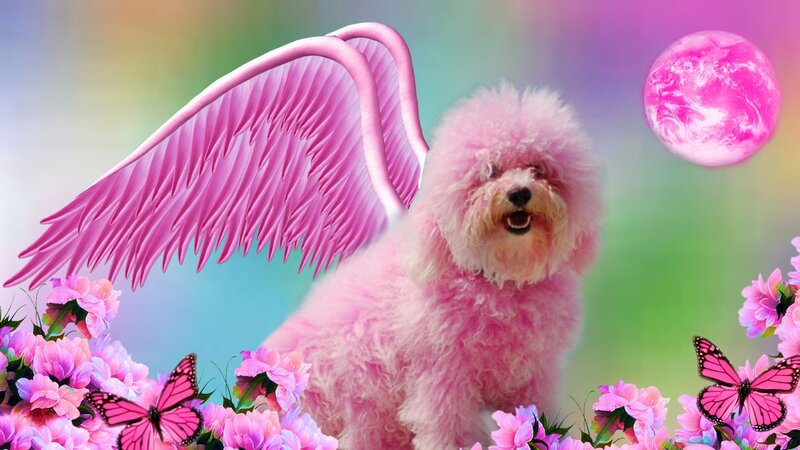 Pink Dog with Wings