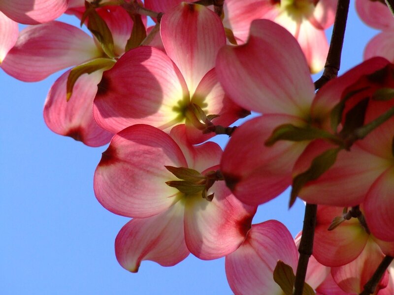 Pink dogwood blossoms against blue sky