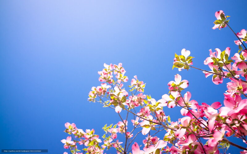 Pink Dogwood Blossoms — Blue, Serene