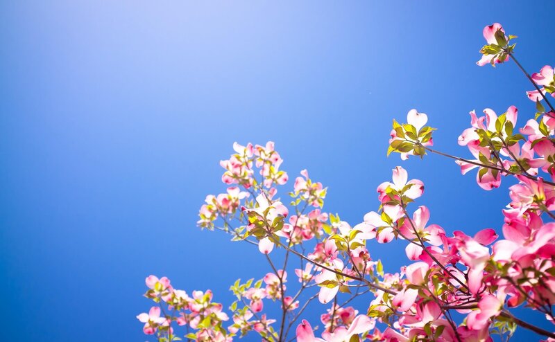 Pink Dogwood Blossoms — Blue