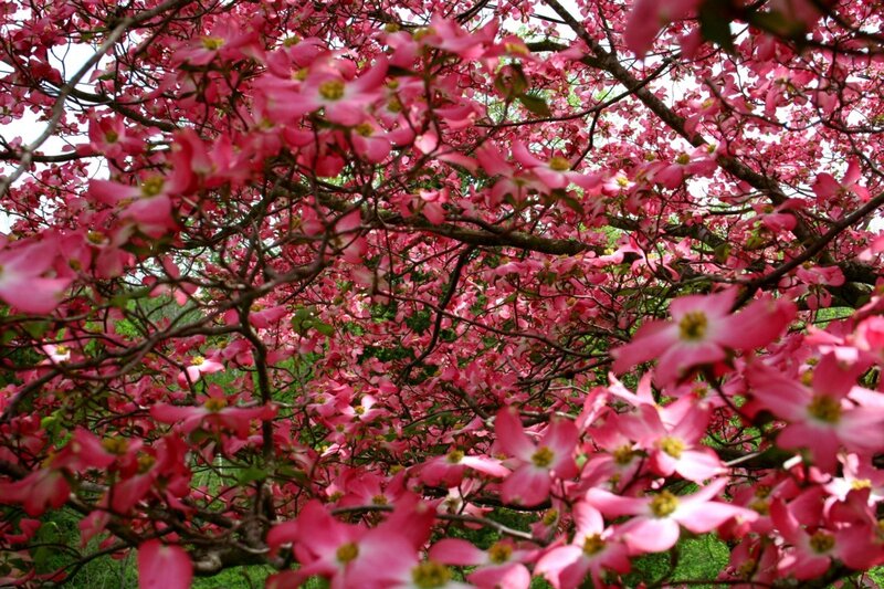 Pink dogwood blossoms in bloom