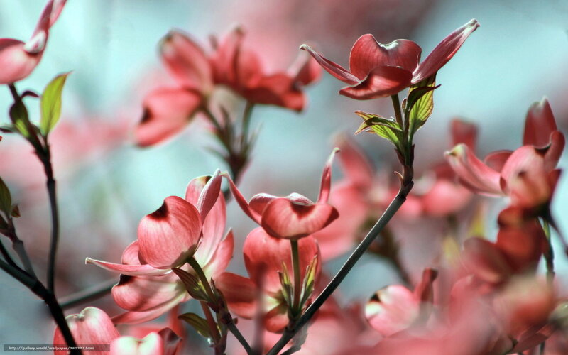 Pink dogwood blossoms in bloom