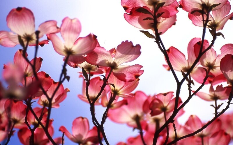 Pink dogwood blossoms in spring