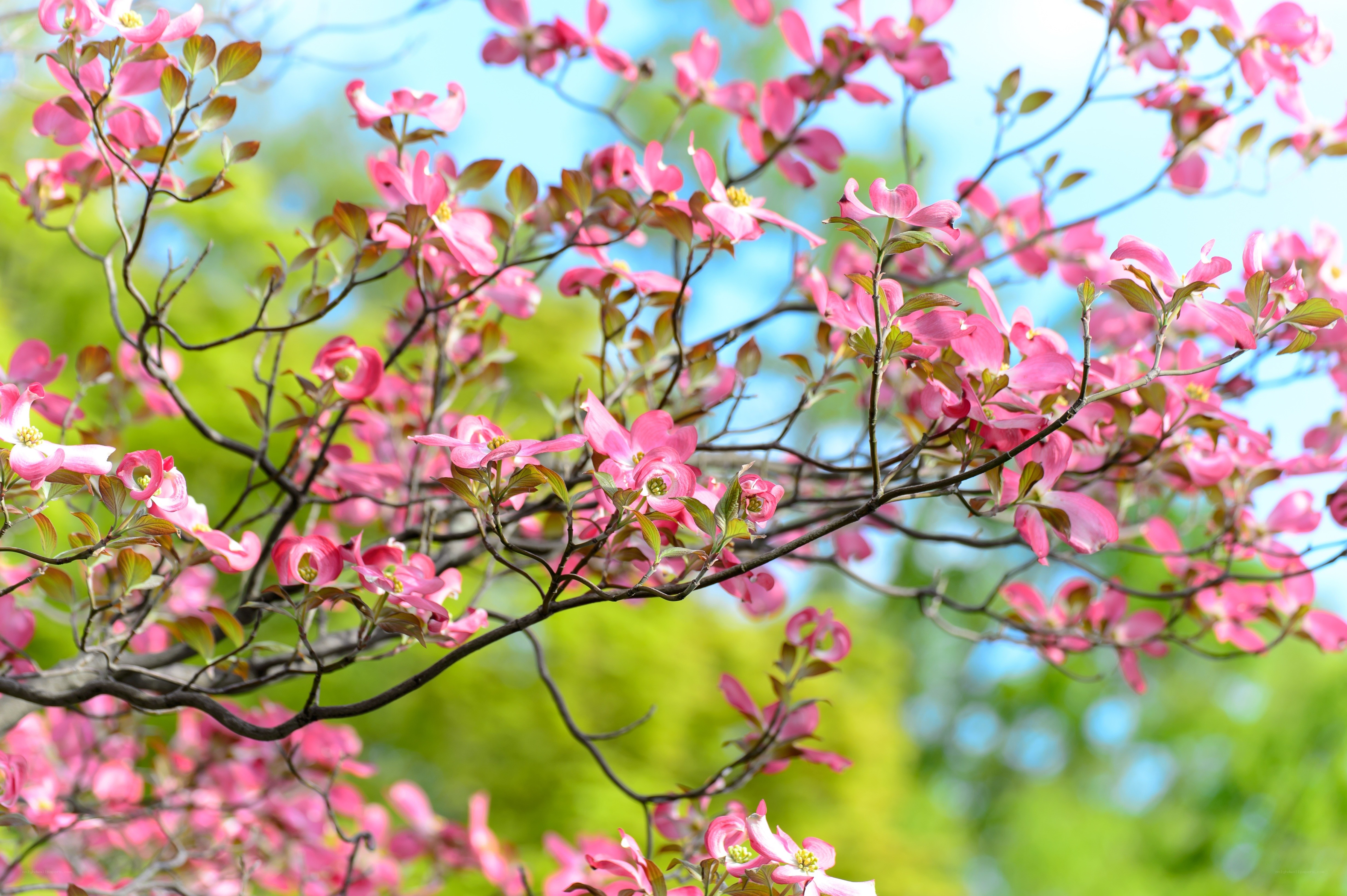 Pink dogwood blossoms in spring