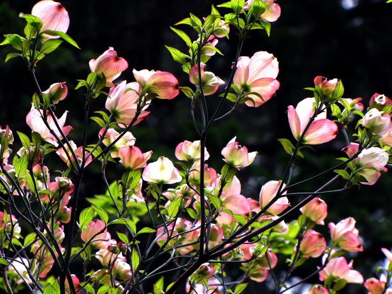 Pink dogwood blossoms in sunlight