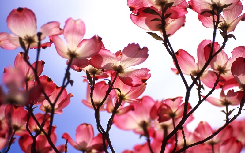 Pink dogwood blossoms in sunlight