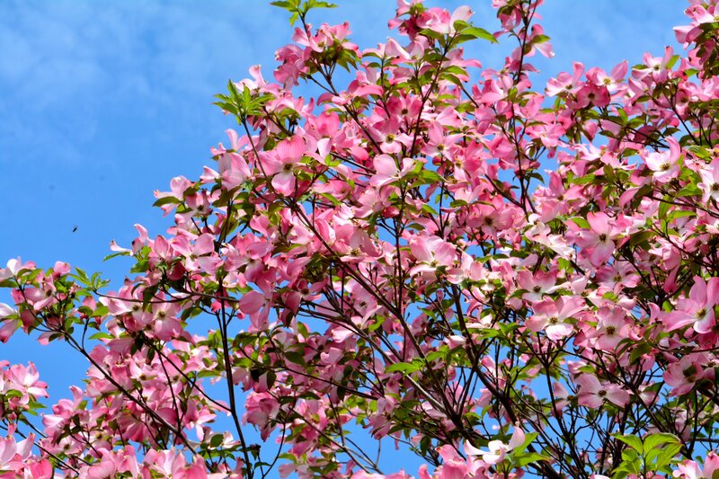 Pink Dogwood Blossoms — Serene, Spring, Photograph