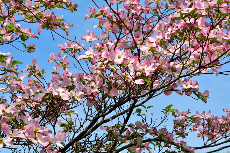 Pink Dogwood Blossoms — Serene, Spring, Photograph, Tree Branches