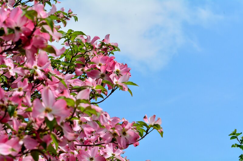 Pink Dogwood Blossoms — Serene, Spring