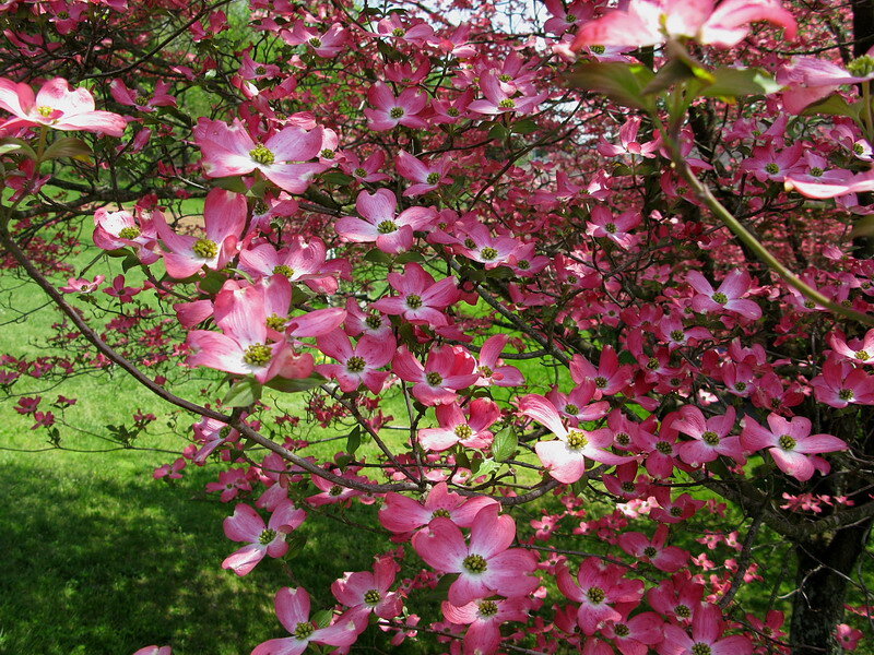 Pink Dogwood Blossoms — Serene