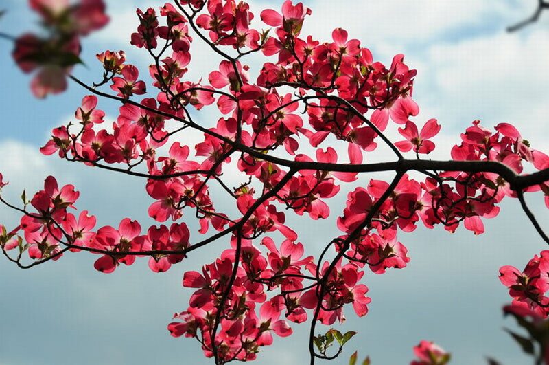 Pink Dogwood Blossoms