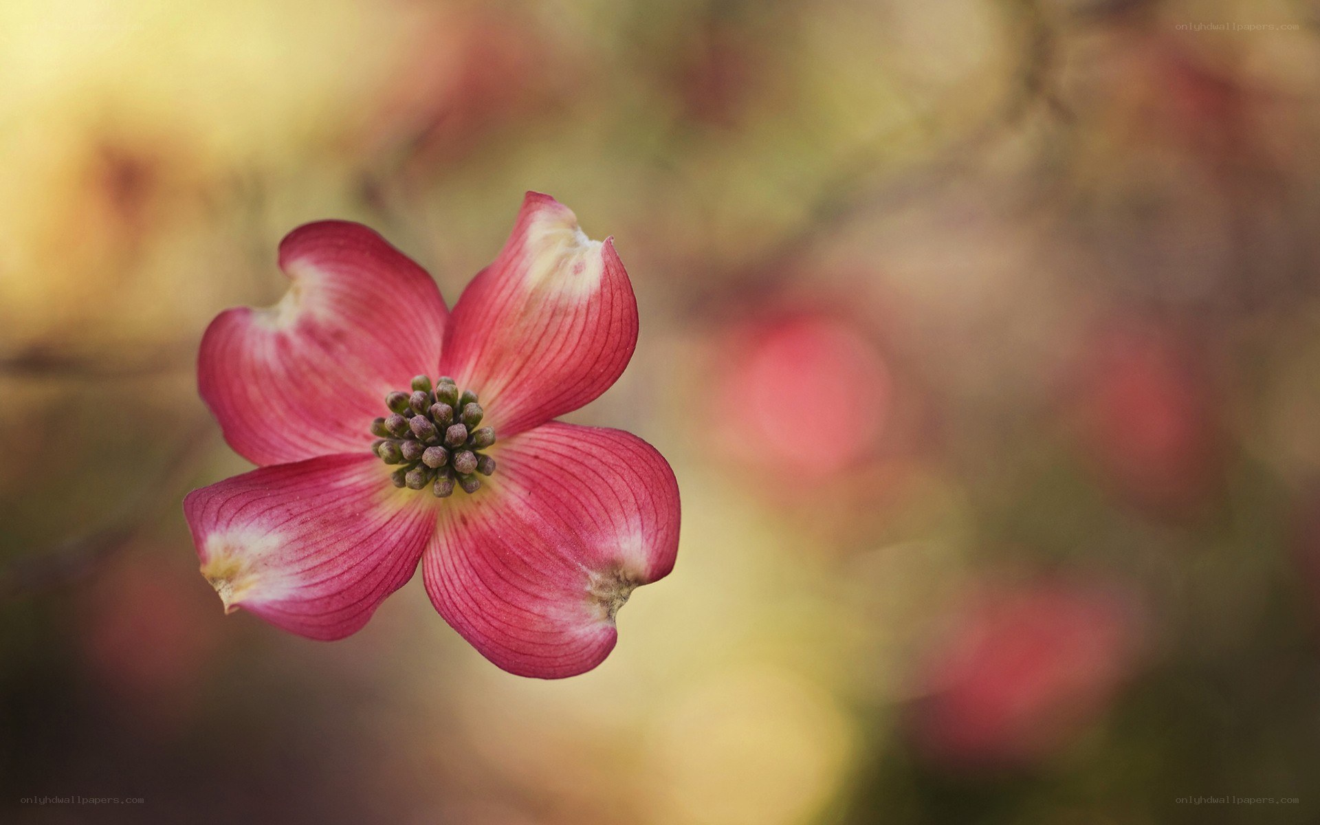 pink dogwood flower