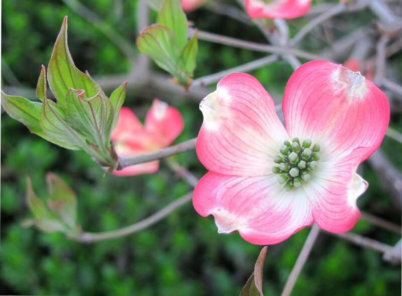 Pink Dogwood Flower — Calm